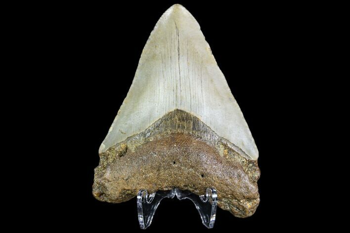 Fossil Megalodon Tooth - North Carolina #109520